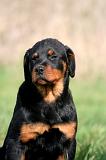 ROTTWEILER 607